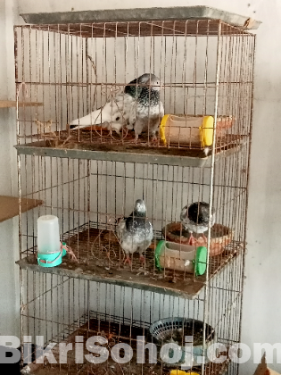কবুতর